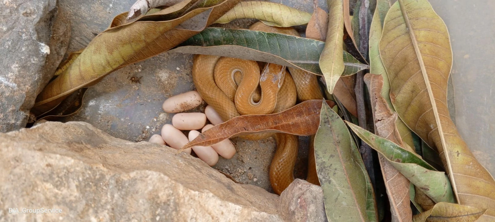 Resgate e Captura de Serpentes
